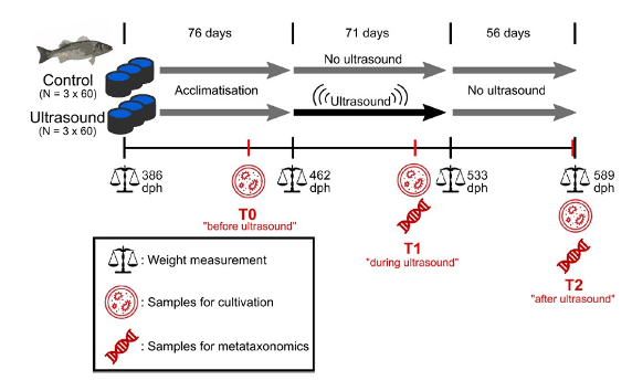 Figure 2 : Protocole expérimental mis en place.