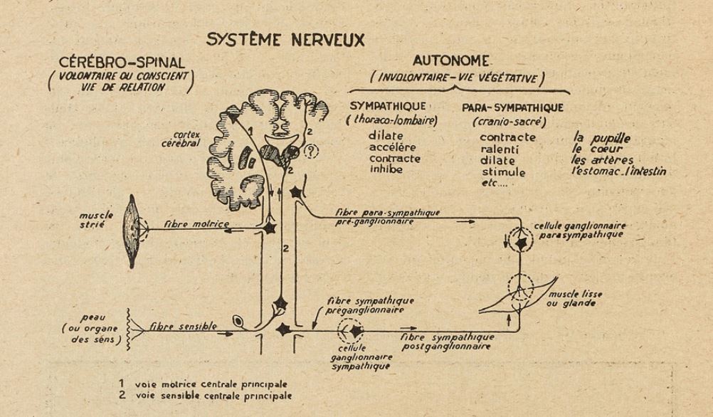 Le système nerveux